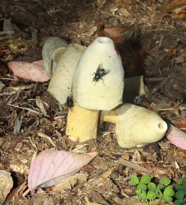 Phallus ravenelii